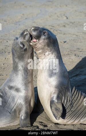 Foche elefanti settentrionali (Mirounga angustirostris) giovani maschi che sparano, praticando per le battaglie per i diritti di accoppiamento quando sono più anziani, Piedras Blancas, Foto Stock