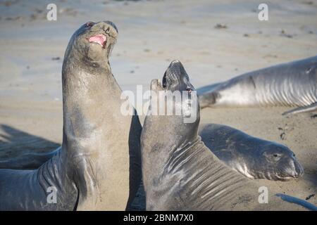 Foche elefanti settentrionali (Mirounga angustirostris) giovani maschi che sparano, praticando per le battaglie per i diritti di accoppiamento quando sono più anziani, Piedras Blancas, Foto Stock