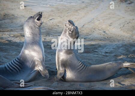 Foche elefanti settentrionali (Mirounga angustirostris) giovani maschi che sparano, praticando per le battaglie per i diritti di accoppiamento quando sono più anziani, Piedras Blancas, Foto Stock