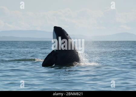 Killer balena / orca (Orcinus orca) Spyhopping transitorio, San Juan Islands, Washington, USA, settembre Foto Stock