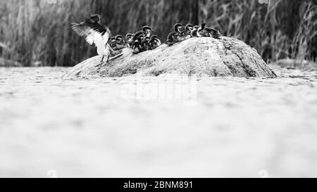 Donna gosan con molti pulcini su una roccia. Foto Stock