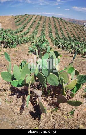 pere siciliane prickly coltivate in filari Foto Stock