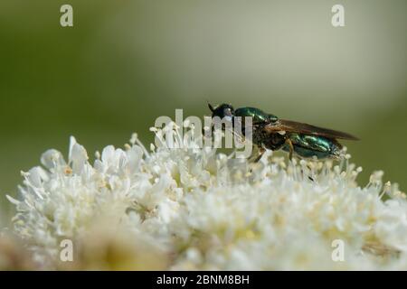 Una volta utilizzato come scarico, il soldato a forma di centurione verde/largo (Chloromyia formosa) femmina si stenderà su alghe comuni (Heracleum sphondylium) in collina Foto Stock