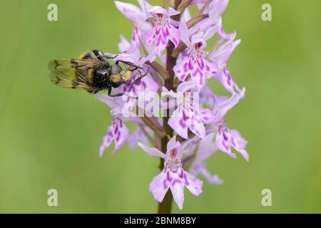 Hoverfly (Volucella bombilans var. Bombilans) un mimico del bumblebee dalla coda rossa che si stagliava su orchidee spotted comuni (Dactylorhiza fuchsii) su grassla Foto Stock