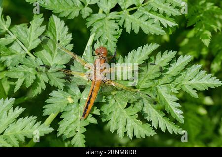 Spot appuntito, giovane maschio, Libellula fulva Foto Stock