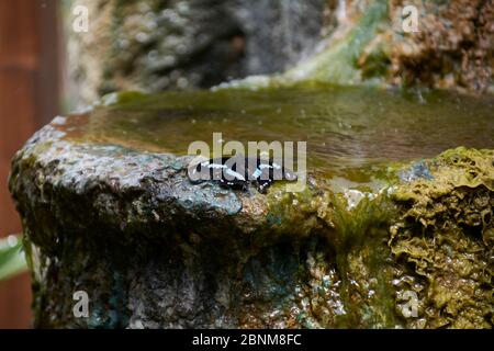 Bella farfalla nera arroccata sul torrente, colori della natura Foto Stock