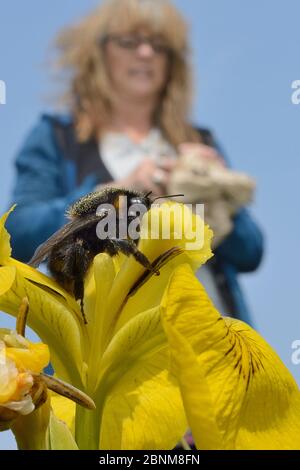 Teresa Sinclair guardando una regina bumblebee dai capelli corti (Bombus subterraneus) che si è annidata sui fiori gialli di iride bandiera (Iris pseudacorus) dopo il rilascio Foto Stock