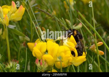 Regina bumblebee dai capelli corti (Bombus subterraneus) raccolta in Svezia necataring su Birdsfoot trifoglio fiori (loto corniculatus) con il suo lungo tong Foto Stock