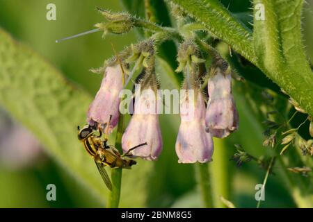 La mosca di sole (Helophilus tripittatus) che si nectaring sui fiori comuni del comfrey (Symphytum officinale) in un cerotto piantato dal Bumblebee Conservation Trust su f Foto Stock