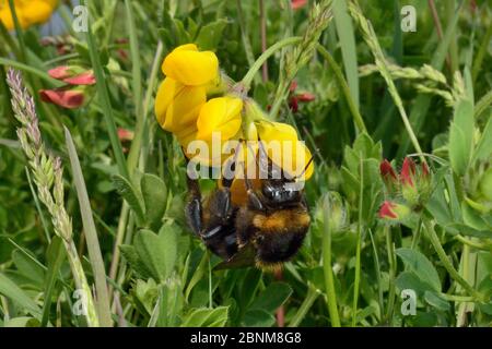 Regina bumblebee dai capelli corti (Bombus subterraneus) raccolta in Svezia nectaring su Birdsfoot trifoglio fiori (loto corniculatus) con la sua lunga tongu Foto Stock