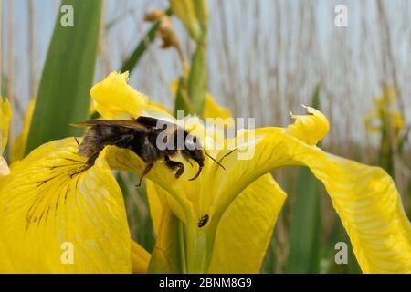 Regina bumblebee dai capelli corti (Bombus subterraneus) raccolta in Svezia nectaring su una bandiera gialla iris fiore (Iris pseudacorus) con la sua lingua lunga Foto Stock