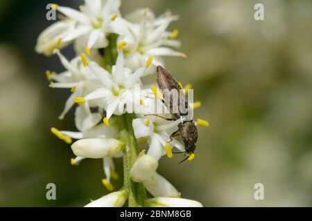 Scarabeo a scacchi (Prosternon tessellatum) che si nutre di polline di un albero di cavolo / palma di Torquay (Cordyline australis) in un giardino con flusso Foto Stock