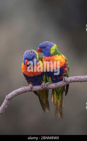 Due corikeet arcobaleno (Trichoglossus moluccanus) che si accamparono insieme su un ramo. Werribee, Victoria, Australia. Foto Stock