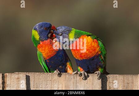 Due corikeet arcobaleno (Trichoglossus moluccanus) che si coccolano su una recinzione. Werribee, Victoria, Australia. Foto Stock