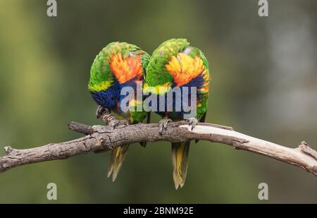 Coppia di corikeet arcobaleno (Trichoglossus moluccanus), preamante in tandem su un ramo. Werribee, Victoria, Australia. Foto Stock