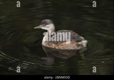 Grebe australasiano (Tachybaptus novaehollandiae) in inverno piumaggio, nuoto, diga di Fogg, territorio del Nord, Australia Foto Stock