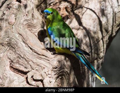 Parrot (Neophema chrystoma) su un vecchio ceppo di alberi, Werribee fognatura Farm, Victoria, Australia Foto Stock
