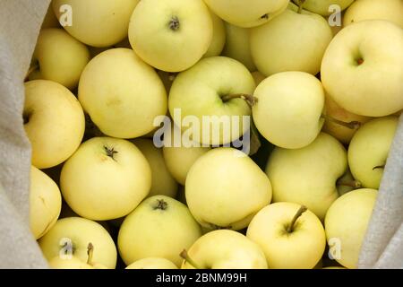 La raccolta delle mele più antiche, la varietà giallo trasparente. Foto Stock