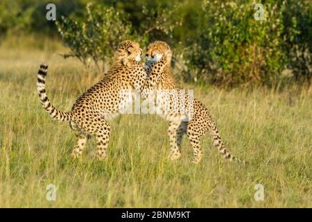 Due giovani Cheetahs (Achinonyx jubatus), Masai Mara Game Reserve, Kenya. Foto Stock