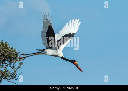 Cicogna a sella (Ephippiorhynchus senegalensis), lasciando il nido per raccogliere materiali, Masai Mara Game Reserve, Kenya. Foto Stock