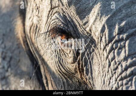 Primo piano di un elefante africano (Loxodonta africana) occhio che mostra le ciglia lunghe, Sabi Sands Game Reserve, Sudafrica. Foto Stock