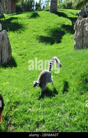 Lemur che cammina attraverso l'erba in una giornata di sole-. Colori della natura Foto Stock