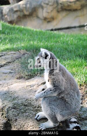 Lemur che cammina attraverso l'erba in una giornata di sole. Colori della natura Foto Stock