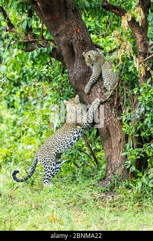 Leopardo (Panthera pardus) femmina che gioca con il suo cucciolo, di 8 mesi, Masai Mara Game Reserve, Kenya. Foto Stock