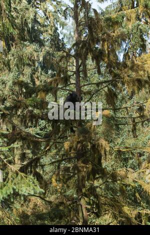 Orso nero (Ursus americanus) alto in un albero di abete Sitka, Anan Creek Observatory, Alaska, USA, luglio. Foto Stock