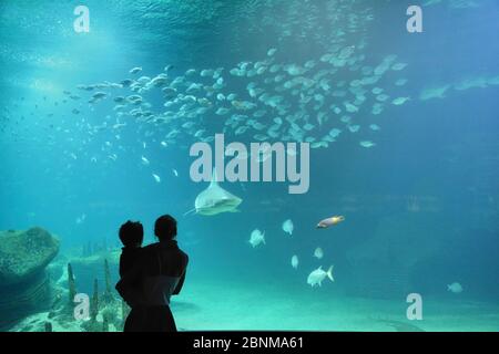 Madre e figlio che guardano attraverso il bicchiere i colori dei pesci della natura Foto Stock