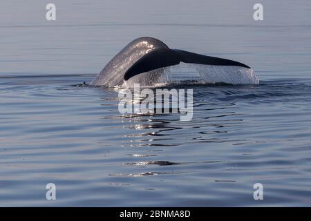 Balena blu (Balaenoptera musculus), immersione, Mare di Cortez, Golfo della California, Baja California, Messico, febbraio, specie in via di estinzione Foto Stock