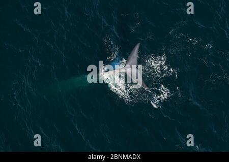 Balena blu (Balaenottera musculus) veduta aerea di balena fluking / immersione, mare di Cortez, Golfo della California, Baja California, Messico, marzo, in pericolo Foto Stock