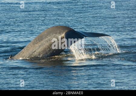 La balenottera azzurra (Balaenoptera musculus) fluking / sub, Mare di Cortez, Golfo di California,), Baja California, Messico, Febbraio Foto Stock