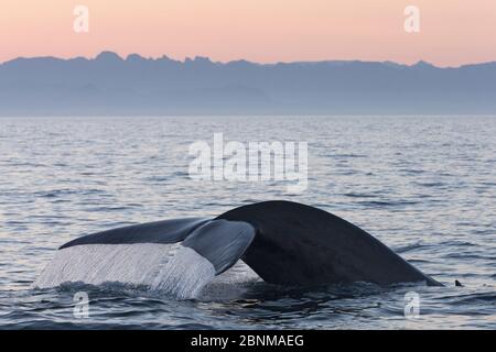 Balena blu (Balaenoptera musculus), immersione, Mare di Cortez, Golfo della California,), Baja California, Messico, marzo Foto Stock