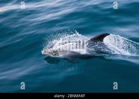 Delfino dal becco bianco (Lagenorhynchus albirostris) che si affaccia alla velocità, Penisola di Snaefellsness, Islanda occidentale, gennaio Foto Stock