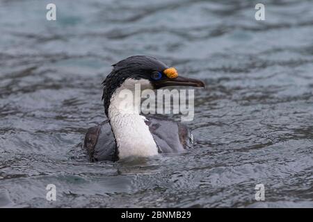 Shag georgiano meridionale (Phalacrocorax georgianus - ex Phalacrocorax atriceps georgianus) sulla superficie del mare, Grytviken, Georgia del Sud, novembre Foto Stock