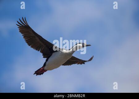 South Georgian Shag (Phalacrocorax georgianus - ex Phalacrocorax atriceps georgianus) volare, Stromnes, Georgia del Sud, novembre Foto Stock