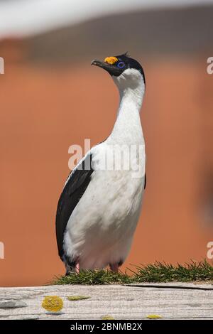 Shag georgiano meridionale (Phalacrocorax georgianus - ex Phalacrocorax atriceps georgianus) nidificazione su stazione di balenaggio abbandonata, Stromnes, Geo meridionale Foto Stock