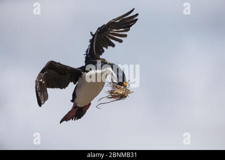 Shag georgiano meridionale (Phalacrocorax georgianus - ex Phalacrocorax atriceps georgianus) che vola con materiale nidificabile in becco, Stromnes, Geor del Sud Foto Stock