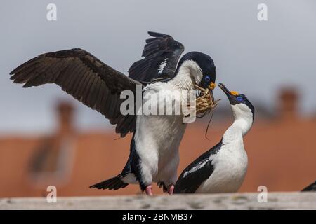 Shag georgiano meridionale (Phalacrocorax georgianus - ex Phalacrocorax atriceps georgianus) nidificazione su stazione di balenaggio abbandonata, uno appena sbarcato wit Foto Stock