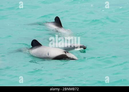 Delfino di Hector (Cephalorhynchus hectori) tre alla superficie del mare, Akaroa, Penisola della Banca, Isola del Sud, Nuova Zelanda, giugno, specie in via di estinzione Foto Stock