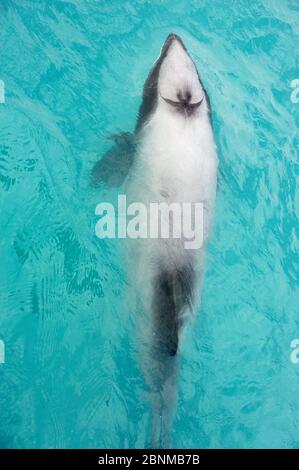 Delfino di Hector (Cephalorhynchus hectori) Akaroa, Penisola della Banca, Isola del Sud, Nuova Zelanda, giugno, specie in via di estinzione Foto Stock