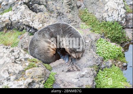 Leone marino neozelandese / leone marino di Hooker (Phocartos hookeri) cucito su rocce, Isola del Sud, Nuova Zelanda, giugno, specie in pericolo Foto Stock