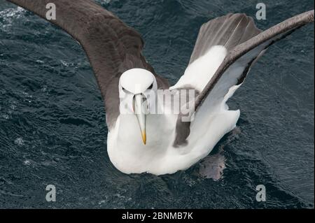 Mellymawk timbrato (Diomedea cauta) o Nuova Zelanda Mollymawk con tappo bianco (Diomedea cauta steadi) sottospecie, in mare, Isola Stewart, Nuova Zelanda, giugno Foto Stock