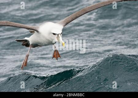 Mellymawks timbrosi (Diomedea cauta) o Nuova Zelanda Mollymawk con tappo bianco (Diomedea cauta Steadi), che batte sul cibo in mare, Stewart Island, Foto Stock