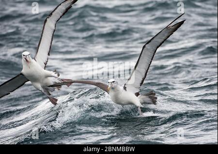 Mellymawks timbrosi (Diomedea cauta) o Nuova Zelanda Mollymawk con tappo bianco (Diomedea cauta Steadi), che batte sul cibo in mare, Stewart Island, Foto Stock