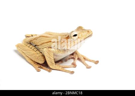 Rana arata da file (Polypedate otophilus) prigioniera su sfondo bianco, si verifica nel Sud-Est asiatico. Foto Stock