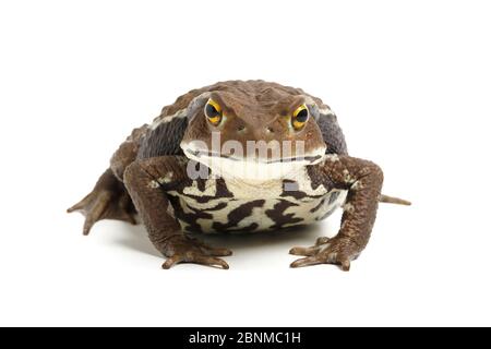 Il rospo giapponese comune (Bufo japonicus) su sfondo bianco, prigioniero si verifica in Giappone. Foto Stock