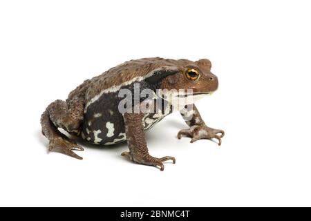 Il rospo giapponese comune (Bufo japonicus) su sfondo bianco, prigioniero, si verifica in Giappone. Foto Stock