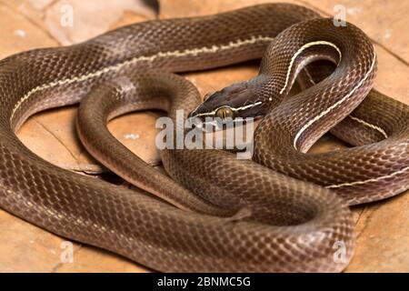 Fiancheggiata casa serpente (Boaedon lineatus) prigioniero, si verifica in Africa occidentale. Foto Stock